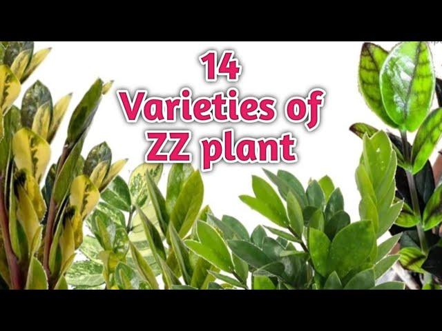 Variety Of ZZ Plant || 14 Different Types ZZ Plant