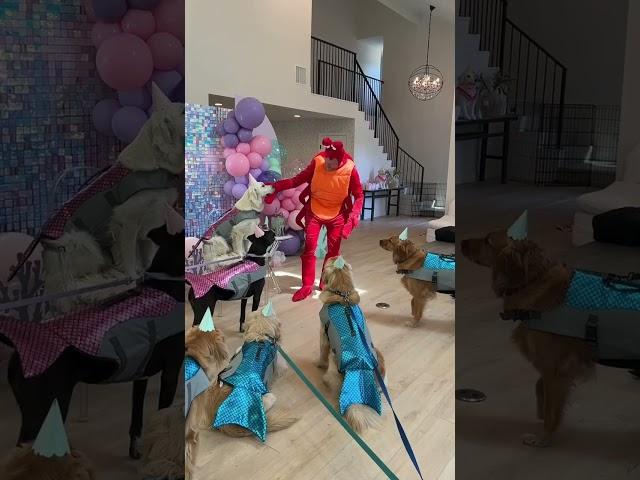 Cat Dad And The Dog He Didn't Want | The Dodo