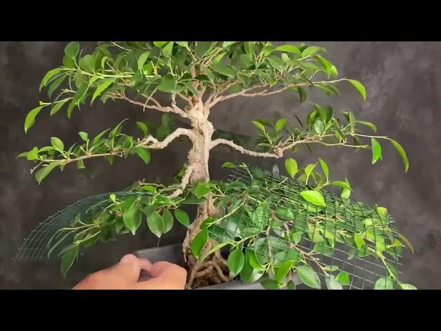 Ficus Bonsai tree. Easy Creating of pads and layers. Experimental technique for beginners