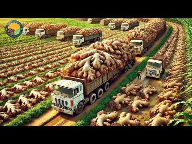 How Farmers Harvest Ginger with Modern Technology: Ginger Processing Factory | Farming Documentary