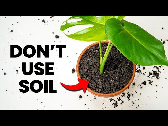 Why You Should NEVER Use Soil Indoors