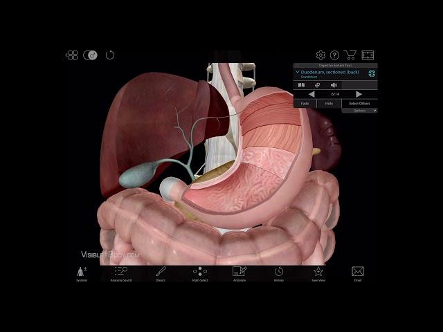 Visible Body | 3D Tour of the Digestive System