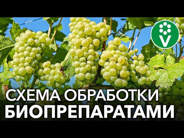 Как спасти виноград от мучнистой росы? СХЕМА ОБРАБОТКИ ВИНОГРАДА ОТ А ДО Я БИОПРЕПАРАТАМИ!