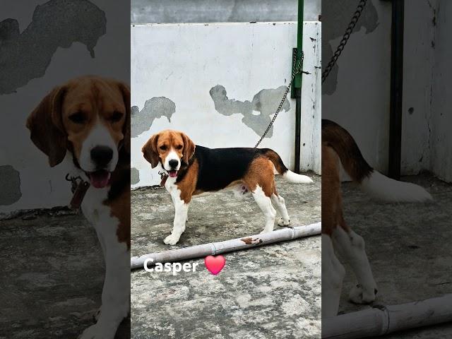 Aviable for stud service Beagle #doglover #pets #puppy #top #quality #casper#famoustiktokers #famos