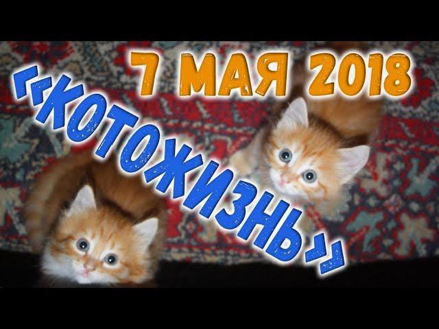 Кое-какие разговорчики + утро 7 мая  КОТОЖИЗНЬ!