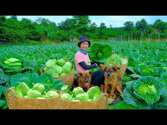 Full Video: Harvesting Green Cabbage Goes to Market Sell - Harvest, Farm, Cooking | Tieu Lien