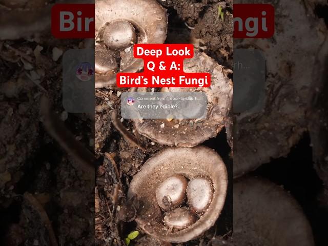  Your Questions Answered: Bird's Nest Fungi | Deep Look #shorts