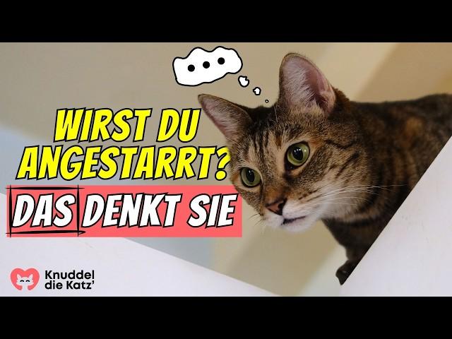 Das denkt deine Katze WIRKLICH, wenn sie dich anstarrt 