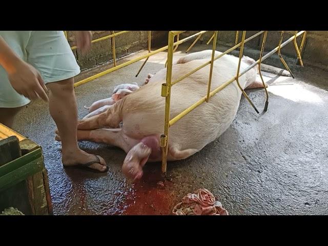 Mommy pig giving birth,She got pregnant at 5months..See the result