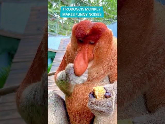 Proboscis Monkey Amazing Video | Eats Corn