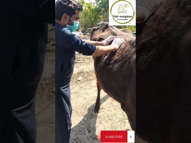 Abscess drainage in a Cattle|creation wound|pus was drained|@vet-surgeon Dr Asim Shabir|