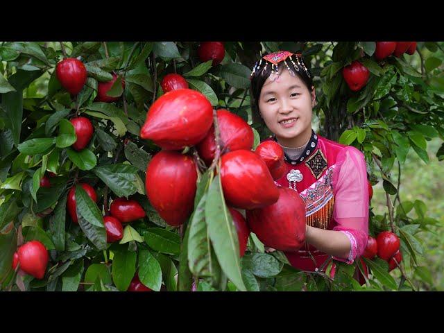 Harvest RUBY HENFRUIT and sell - Harvesting & Gardening | Ella Daily Life