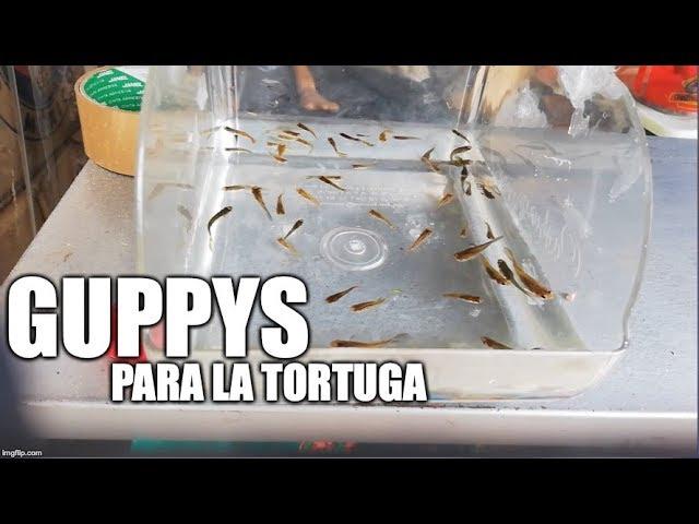 atrapando guppys para las tortugas