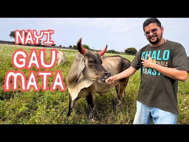 लाल सिंघों की गाय लेके आजाये क्या #baawalechorevlogs #newcow #gaumata #cowvlog #kankrejcow