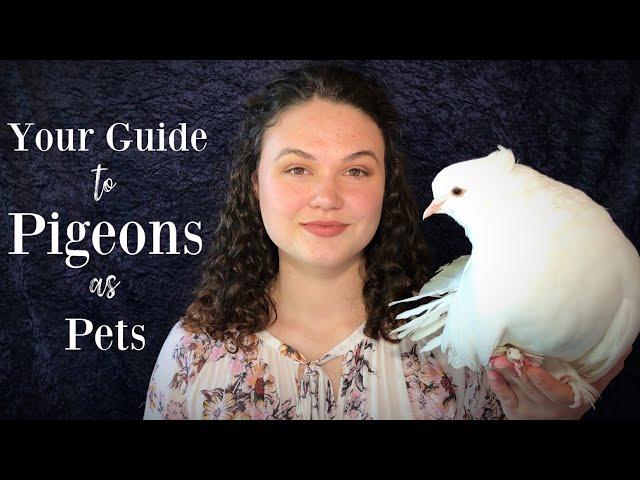 Your Guide to Pigeons as Pets