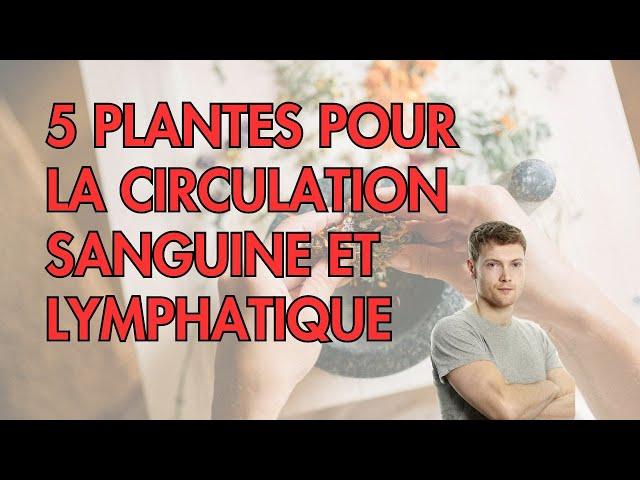 5 PLANTES pour la circulation SANGUINE et LYMPHATIQUE