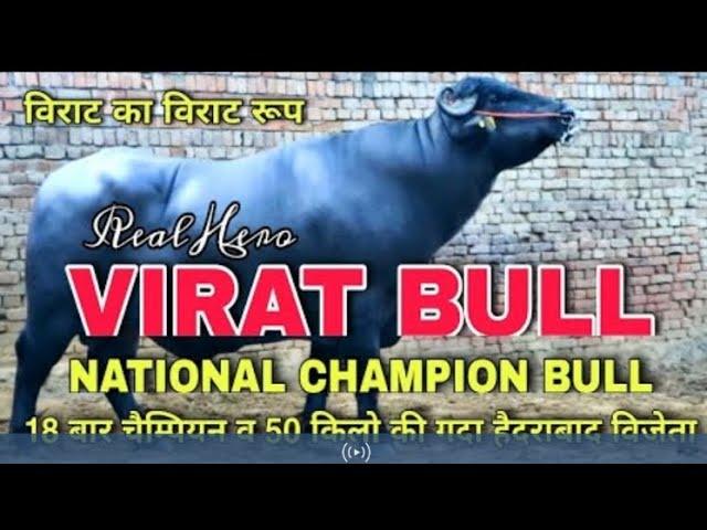 Virat Bull National Champion Bull story buffalo milk Ajay Pahal owner