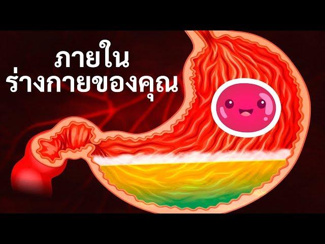 การเดินทางภายในร่างกายของคุณ