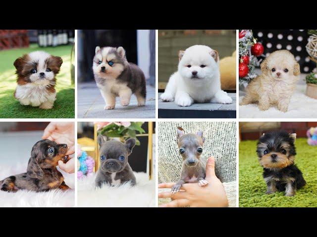 Teacup Dogs - 15 Cute Miniature Dog Breeds | Teacup Puppies