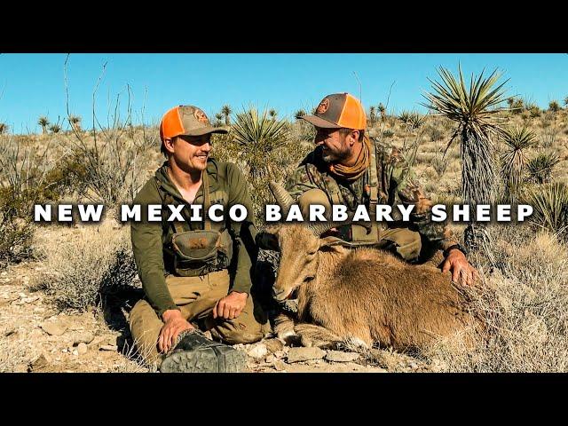 Public Land BARBARY SHEEP HUNT! 100% Success Rate!