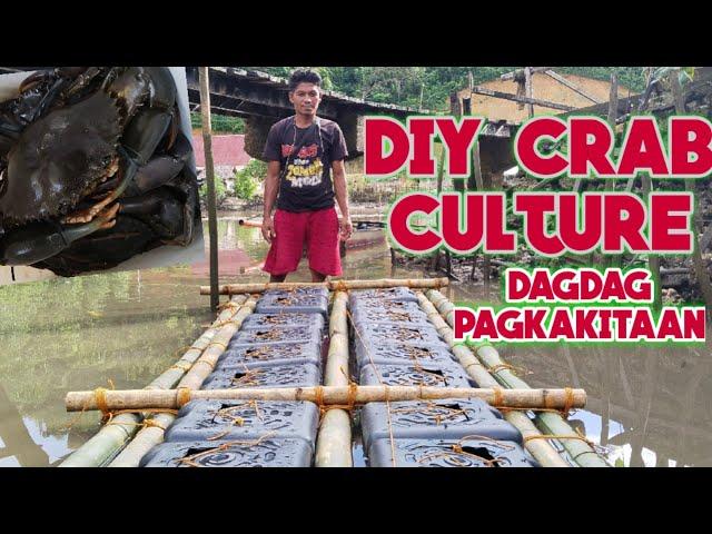 Napakadaling DIY Crab Culture Fattening, sa halagang 3,000 makakapagsimula ka na