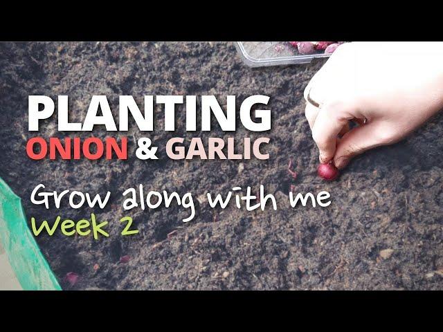 Planting Onion & Garlic Sets | Grow Along With Me - Week 2