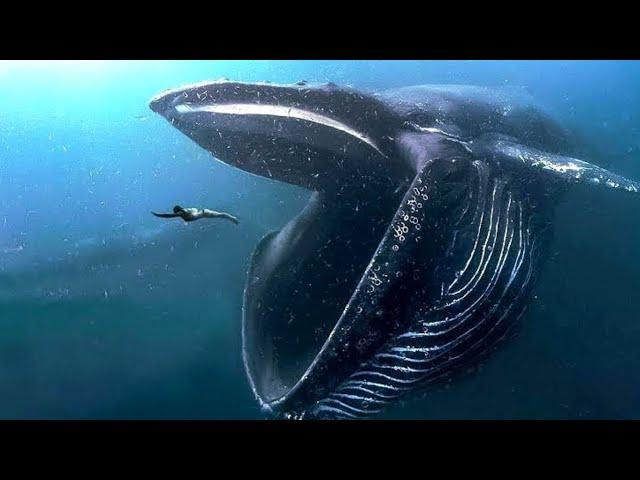 The 10 GIANTS of the Oceans: The Species of WHALES That Will Surprise You