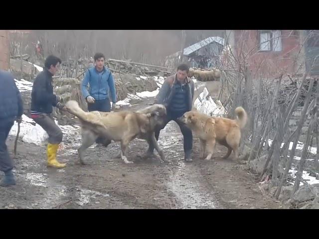 dogs fighting