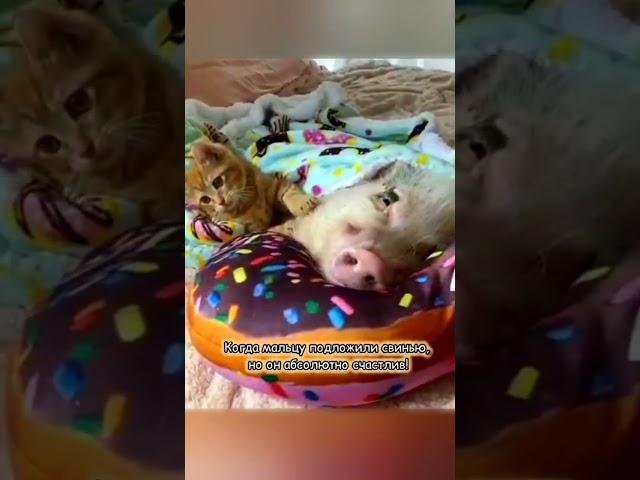 Когда мальцу подложили свинью, но он счастлив #смешно #юмор #кошки #cat #animals #кот #смешныекошки