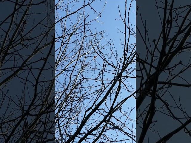 Cardinal - Official Audio (Bird Sound)