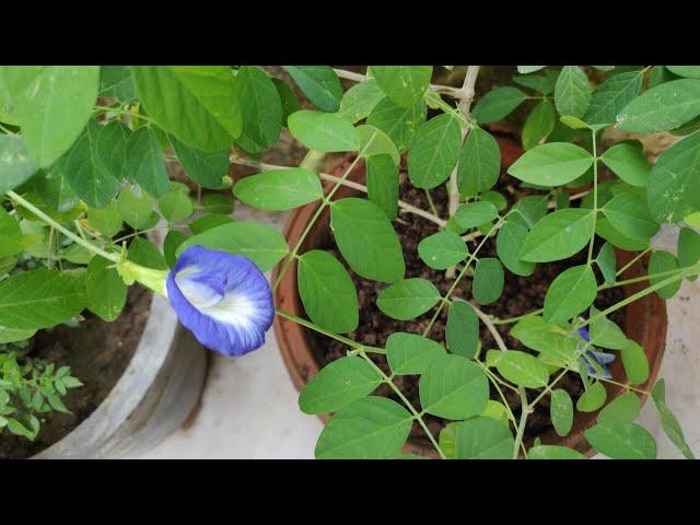 How To Grow & Care Clitorea Ternatea / Aparajita Plant in Pots - चमत्कारी पौधा अपराजिता