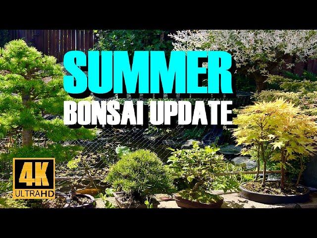 Summer Bonsai Project Update