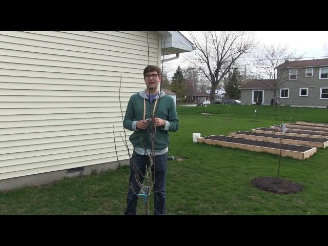 How to Correctly Prune Newly Planted Fruit Trees