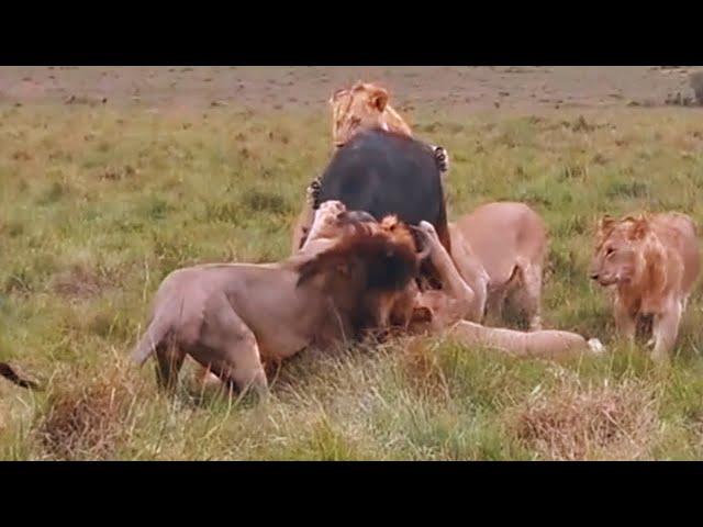 Lorkulop Black Rock Male Lion with Rongai Pride Hunting down Buffalo | Masaimara | 11 November 2024