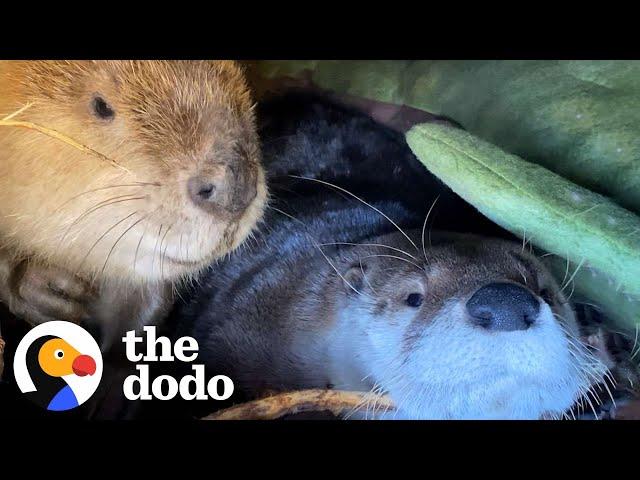 Beaver And Otter Play 24/7 | The Dodo Odd Couples