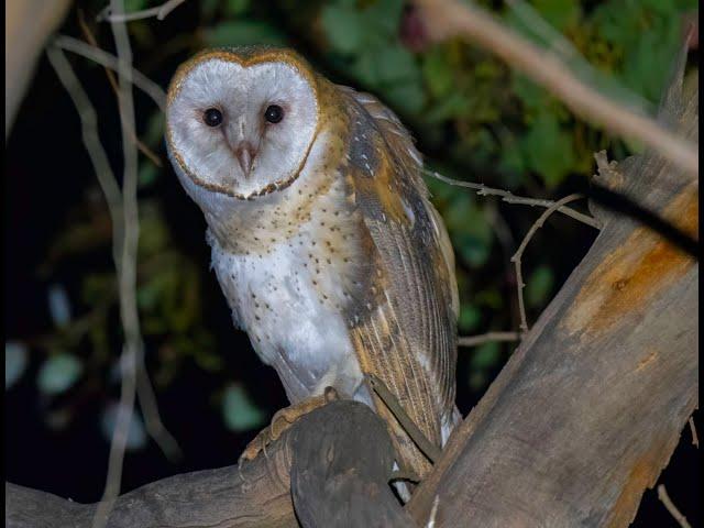 HDObservations : Barn Owl (4K UHD)