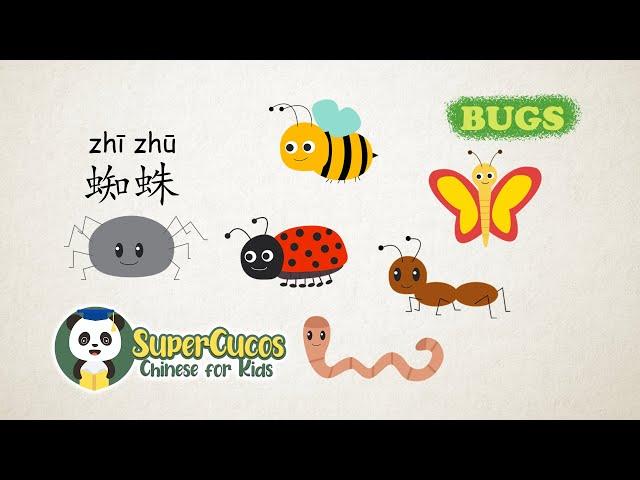 学中文-虫子/昆虫 | Learn Chinese for kids - 9 Bugs/Insects | Aprender Chino - Los Bichos/ Los Insectos