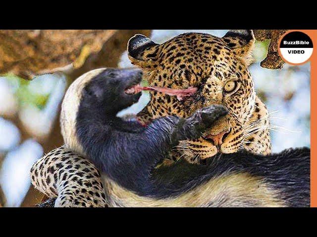 Honey Badger Shows The Leopard Who's The Boss !!