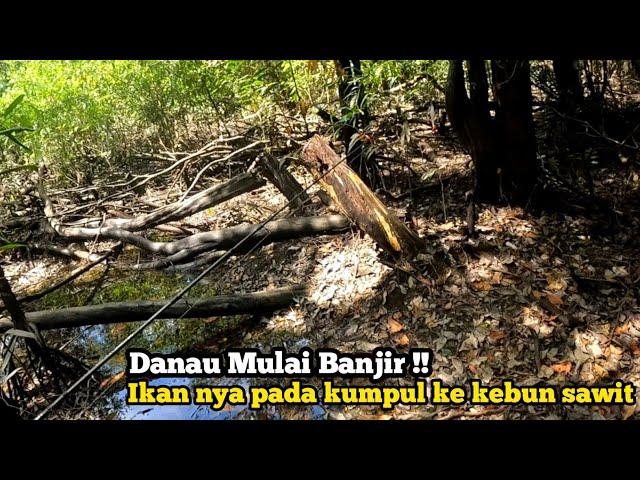 INI KALO LAGI BANJIR IKAN GABUS NYA NYASAR KE SAWITAN || Casting Gabus Kalimantan