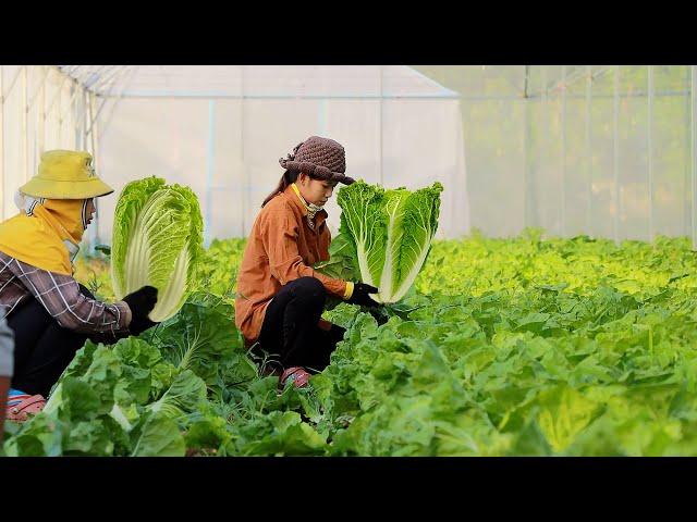 How to Grow Napa Cabbage (Chinese Cabbage) from Seed to Harvest in Greenhouse