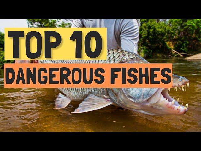 Top 10 Most Dangerous Fishes in the World