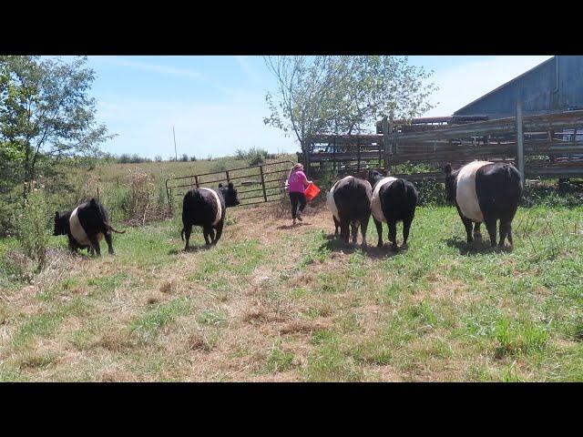 How To Load Cattle The Wrong Way!