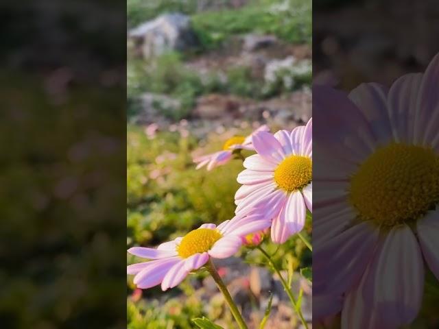 너무 아름다운 여긴 어디? 구절처로 덮인 산