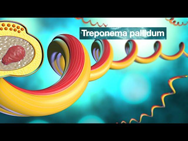 Mayo Clinic Minute: Signs and symptoms of syphilis