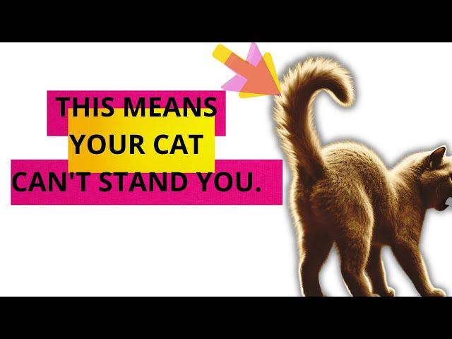 The Language of Cat Tails #cat #catlover #catvideo #catvideos #catlovers #cattails #happycat