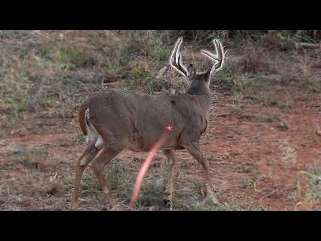 30 Bow Hunting Kill Shots (4K Slow Motion)