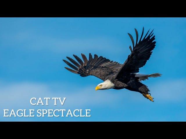 CAT TV | Epic Eagle Extravaganza for Your Purr-fect Pal! 