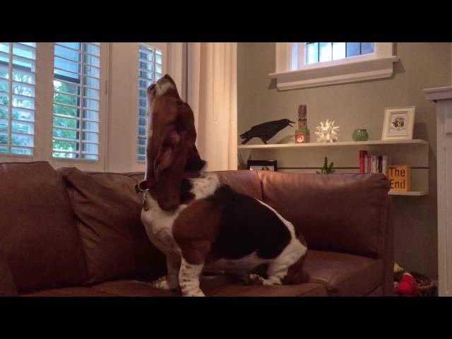 basset hound howling!