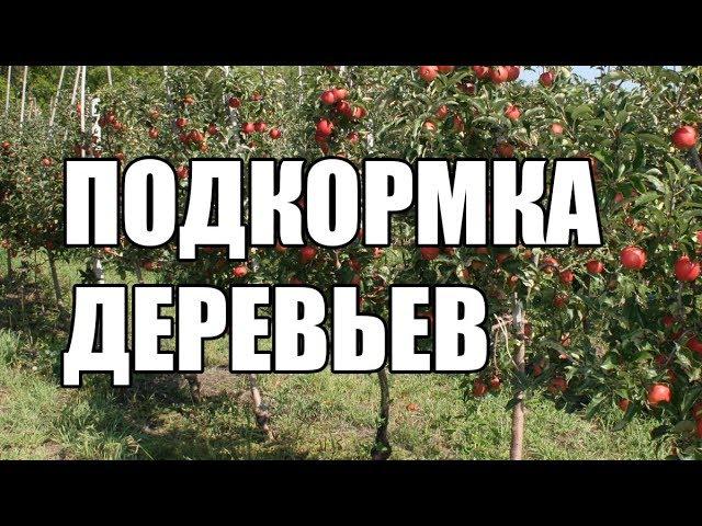 Чем и когда подкармливать деревья?