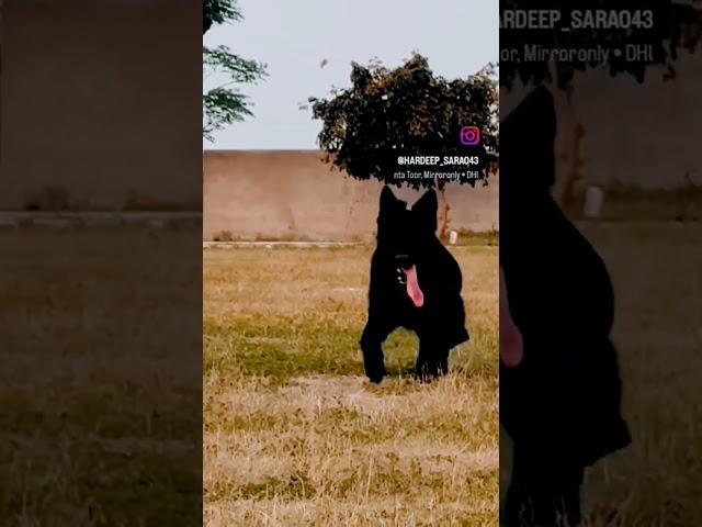 Top Champion Black German Shepherd Double Coat Stud Service Available